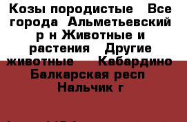 Козы породистые - Все города, Альметьевский р-н Животные и растения » Другие животные   . Кабардино-Балкарская респ.,Нальчик г.